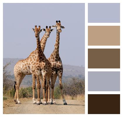 Hluhluwe Giraffes South Africa Image